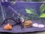 Fish Tank Carousel 1