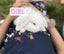 Mini Lop Bunnies Carousel 2