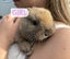 Mini Lop Bunnies Carousel 3