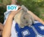 Mini Lop Bunnies Carousel 4