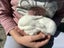 Mini Lop Bunnies Carousel 5