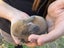 Mini Lop Bunnies Carousel 6