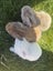 Mini Lop Bunnies Carousel 7