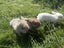 Mini Lop Bunnies Carousel 1