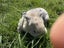 Mini Lop Bunnies Carousel 8