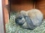 Mini Lop Bunnies Carousel 9