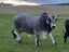 Brahman 2yo bull Carousel 1