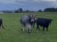 Brahman 2yo bull Carousel 3
