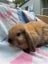 purebred Baby minilop rabbits Carousel 1