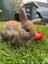 purebred Baby minilop rabbits Carousel 3