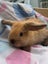 purebred Baby minilop rabbits Carousel 4