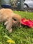 purebred Baby minilop rabbits Carousel 6