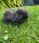 purebred Baby minilop rabbits Carousel 5