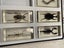 Giant bugs in resin x 7 National Geographic collector’s set Carousel 2