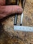 Four Japanese chisels Carousel 7