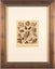 Newly Framed Vintage Shell Print (1880) – hand-colored engraving Carousel 4
