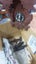 Antique Large Cuckoo clock (German), Carousel 8