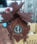 Antique Large Cuckoo clock (German), Carousel 2