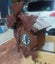 Antique Large Cuckoo clock (German), Carousel 3
