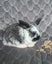 Mini lop x bunnies Carousel 3
