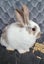 Mini lop x bunnies Carousel 4