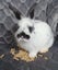 Mini lop x bunnies Carousel 5