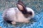Pure Blood Flemish Giant Baby Rabbits Carousel 5