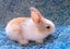 Pure Blood Flemish Giant Baby Rabbits Carousel 3