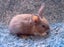 Pure Blood Flemish Giant Baby Rabbits Carousel 4