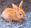Pure Blood Flemish Giant Baby Rabbits Carousel 1