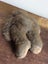 OLD TEDDY BEAR Carousel 3