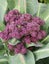 Violet Sicilian cauliflower [100 seeds] Carousel 1