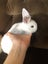 Purebred Mini-Lop Rabbits Carousel 2