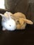 Purebred Mini-Lop Rabbits Carousel 1