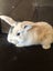 Purebred Mini-Lop Rabbits Carousel 3