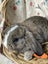 **Trained Mini Lop Bunny Rabbits & Care Package** Carousel 8
