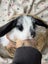 **Trained Mini Lop Bunny Rabbits & Care Package** Carousel 5
