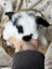**Trained Mini Lop Bunny Rabbits & Care Package** Carousel 11