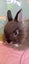 Purebred Jersey Wooly Rabbit Carousel 3