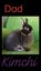 Purebred Jersey Wooly Rabbit Carousel 5