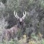 Guided Hunting - Auckland, Waikato, Hawkes Bay Carousel 2