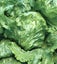 Great Lakes lettuce [200 seeds] Carousel 1