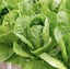 Green Cos/Romaine lettuce [200 seeds] Carousel 1
