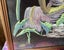 ISLAND WOMAN RETRO ART WORK IN ORIGINAL BEVELLED WOODEN FRAME Carousel 4