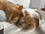 Ollie and Todd - Bonded Boys free to a loving home Carousel 3