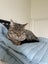 9 1/2 month tabby kitten Carousel 2