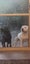 Purebred English staffy "staffordshire bull terrier" Carousel 3