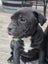 Purebred English staffy "staffordshire bull terrier" Carousel 5