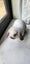 Mini Lop Bunny with accessories Carousel 2