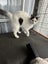 Willow Super Sweet Fluffy Female Carousel 4